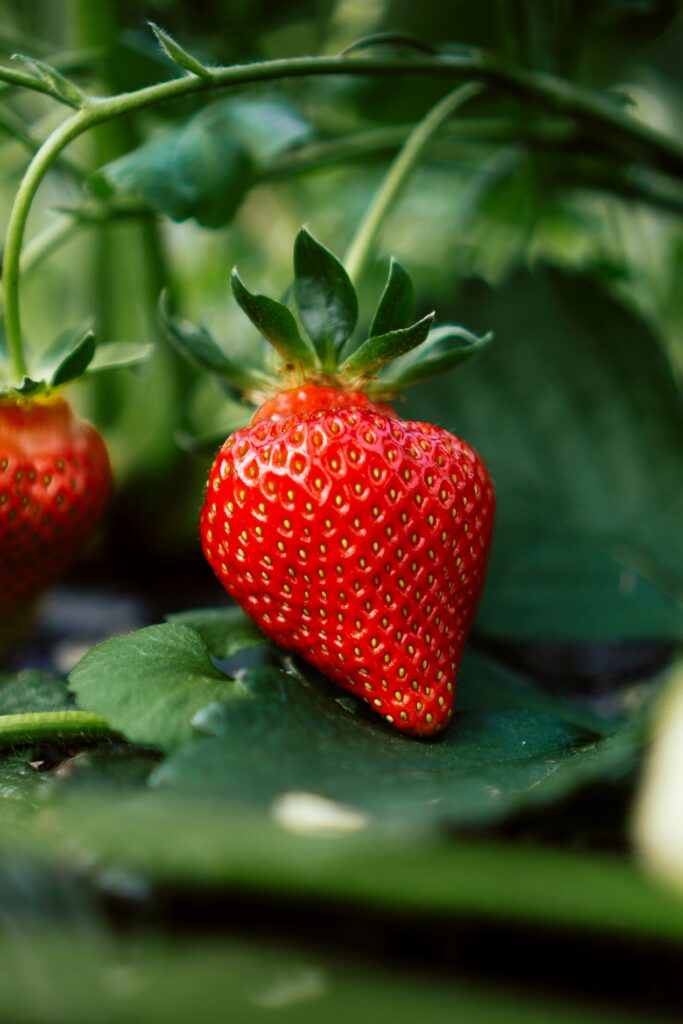 strawberry harvest plants